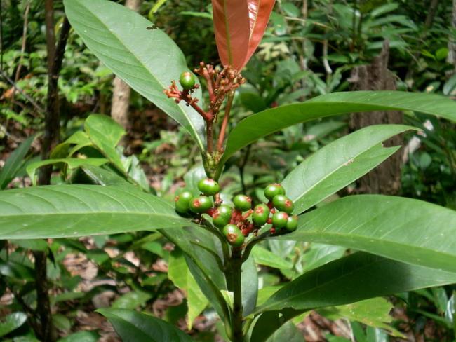 SANY7186.jpg